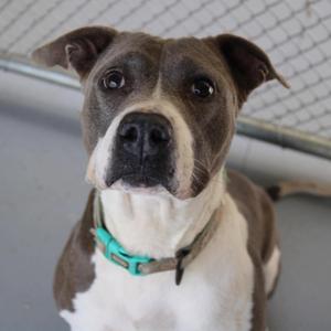 A brown and white dog with a green collar, looking directly at the camera.