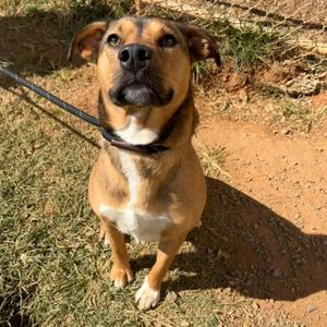 Isla, Mixed Breed (Medium), adult, available for adoption