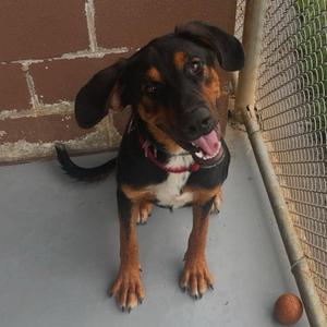 Tex, Coonhound, adult, available for adoption