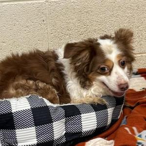 Maci, Shepherd, Australian, adult, available for adoption