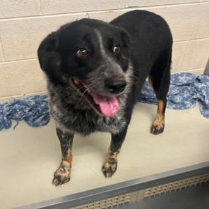 Tank, Cattle Dog, Australian (Blue Heeler), senior, available for adoption