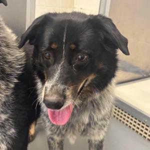 Tilley, Cattle Dog, Australian (Blue Heeler), senior, available for adoption