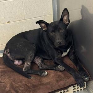 Cormac, Mixed Breed (Large), adult, available for adoption