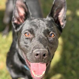 Cormac, Mixed Breed (Large), adult, available for adoption