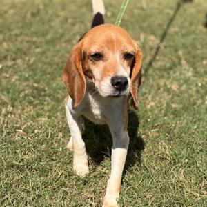 A beagle dog standing on grass, looking directly at the camera with a green leash attached to its collar.