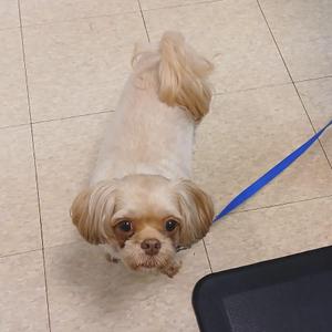 A small dog with long, light brown fur and a blue leash is standing on a tiled floor.