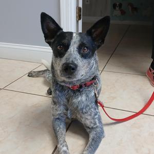 Wonder, Australian Cattle Dog / Blue Heeler, adult, available for adoption