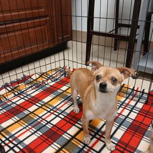 Peaches, Chihuahua, adult, available for adoption
