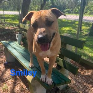 Smiley, Black Mouth Cur, adult, available for adoption