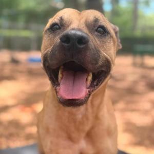 Junior, Pit Bull Terrier, adult, available for adoption