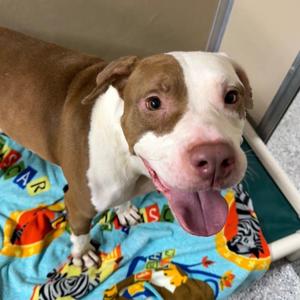 Kacey, Pit Bull Terrier, adult, available for adoption