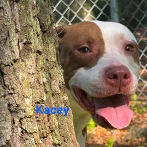 Kacey, Pit Bull Terrier, adult, available for adoption