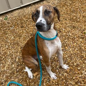Beemer, Plott Hound, adult, available for adoption