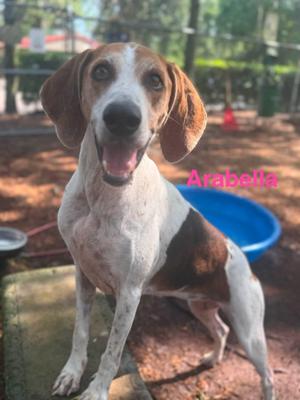 Arabella, Treeing Walker Coonhound, adult, available for adoption