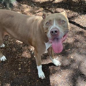 A tan pit bull dog with white markings on its chest and paws stands on a dirt and leaf-covered ground. It has its tongue hanging out and its ears are perked up.
