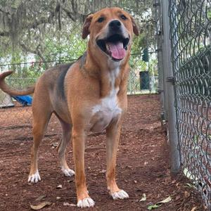 A brown and white dog standing in a fenced area with its mouth open, showing its tongue.