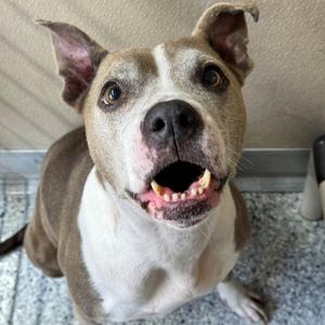 Maya, Pit Bull Terrier, adult, available for adoption