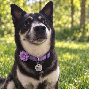 Freya, Husky / Shepherd, adult, available for adoption