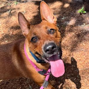 Roxy, Belgian Shepherd / Malinois / Pit Bull Terrier, adult, available for adoption