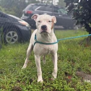 A white dog with a green leash standing on grass, with a car in the background.