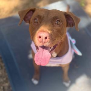 Krista, Labrador Retriever, adult, available for adoption