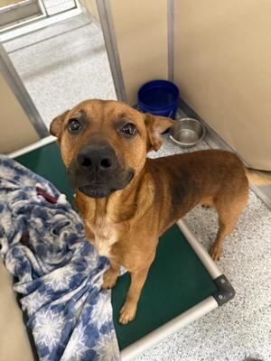 Buck, Terrier, adult, available for adoption