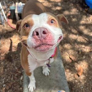 Athena, Terrier, adult, available for adoption
