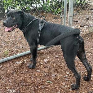 black dog standing on dirt ground