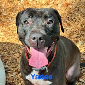 Yadee, Pit Bull Terrier, adult, available for adoption