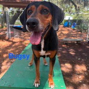 Bugsy, Treeing Walker Coonhound, adult, available for adoption