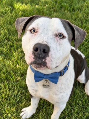 Dallas, Terrier, adult, available for adoption