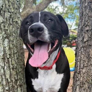 Maximus, Terrier, young, available for adoption