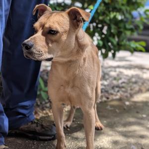 Benji, Mixed Breed, adult, available for adoption