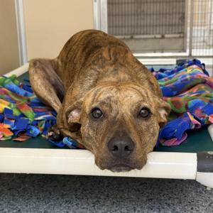 Tika, Pit Bull Terrier, adult, available for adoption
