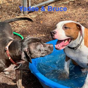 Bruce, Pit Bull Terrier, adult, available for adoption