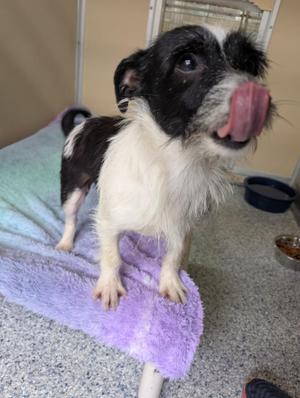 Punky, Terrier, adult, available for adoption