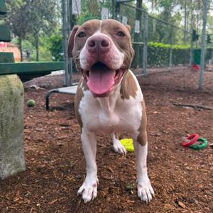 A brown and white dog with a pink nose and tongue out, standing on a dirt ground with a green ball and a red toy in the background.