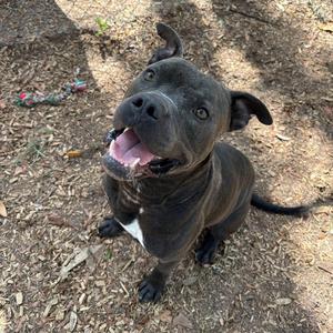 A happy-looking pitbull mix dog sits on the ground, looking up at the camera with its mouth open and tongue out. The dog is dark gray with a white patch on its chest. There is a rope toy in the background.