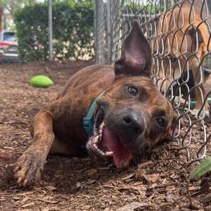 Sheba, Pit Bull Terrier, adult, available for adoption