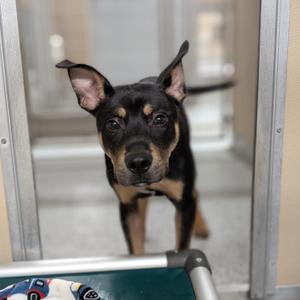 Yuma, Mixed Breed, young, available for adoption