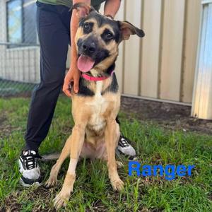 Ranger, Shepherd, young, available for adoption