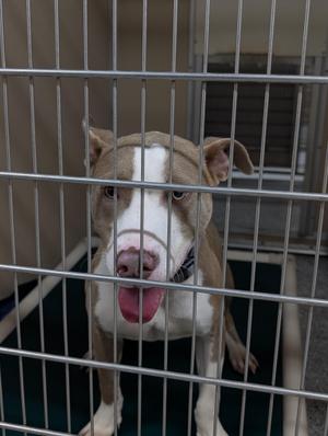 Kane, Terrier, adult, available for adoption