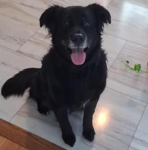 Mags, Border Collie / Black Labrador Retriever, senior, available for adoption