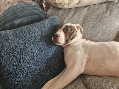 A dog lying on a couch next to a blue blanket.