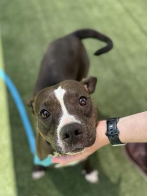 A brown and white dog with a black collar is being petted by a person's hand. The dog is standing on a green artificial turf surface.