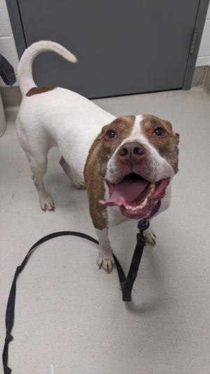 A brown and white dog with a black leash standing on a gray floor, looking up with its mouth open.