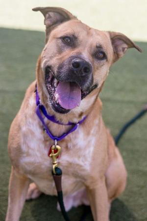 A happy brown dog with a purple collar and leash, sitting on a green surface.