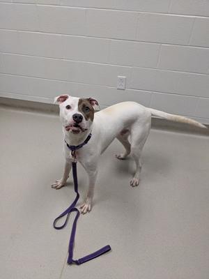 A white dog with brown markings on its face and ears, wearing a purple collar and leash, standing on a gray floor in front of a white brick wall.