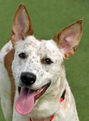 Teagan, Australian Cattle Dog Mix, adult, available for adoption
