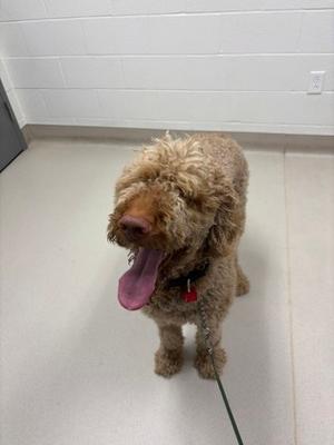 Rubble, Poodle - Standard, adult, available for adoption